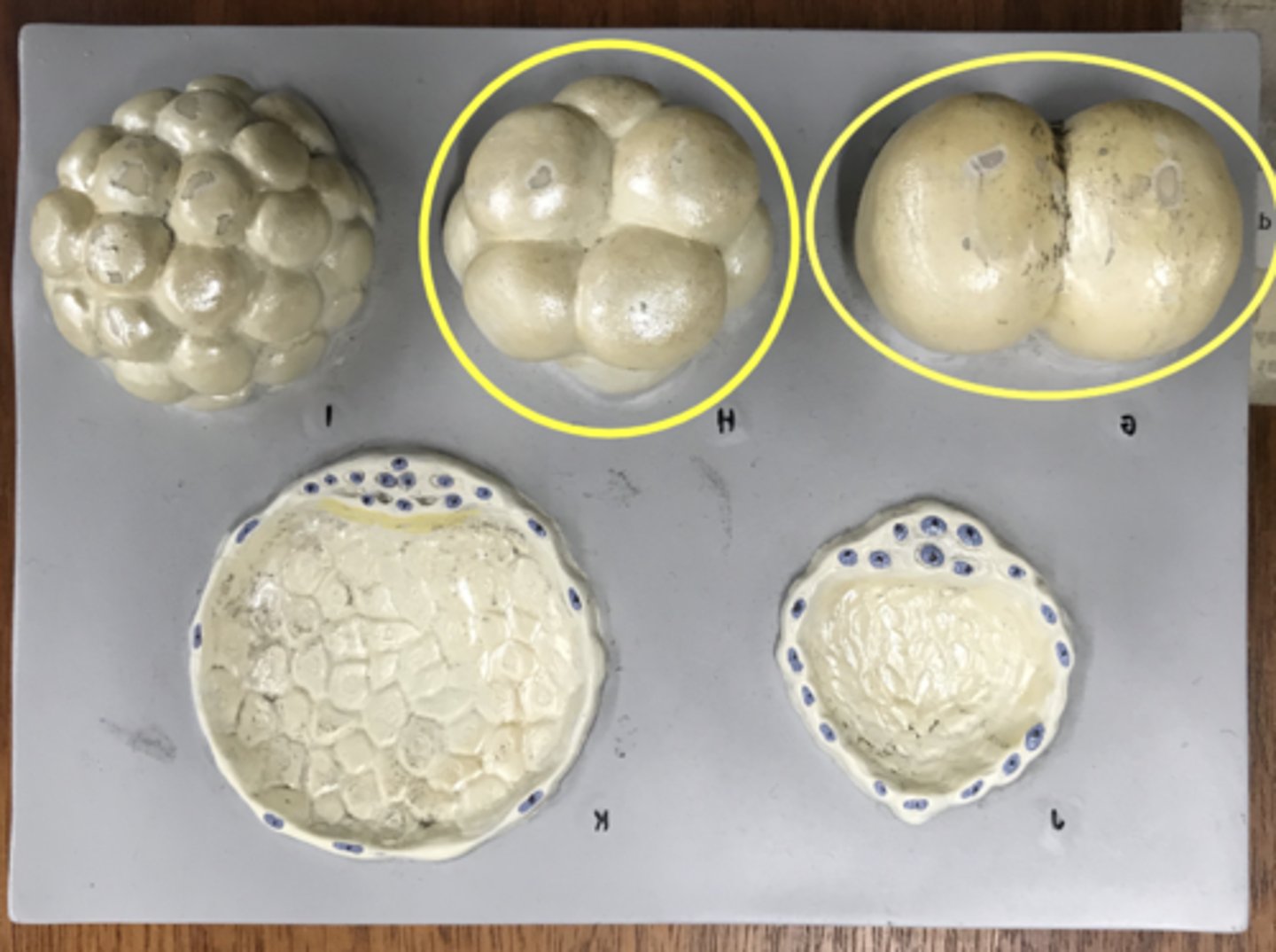 <p>2, 4, 8 cell stages</p>