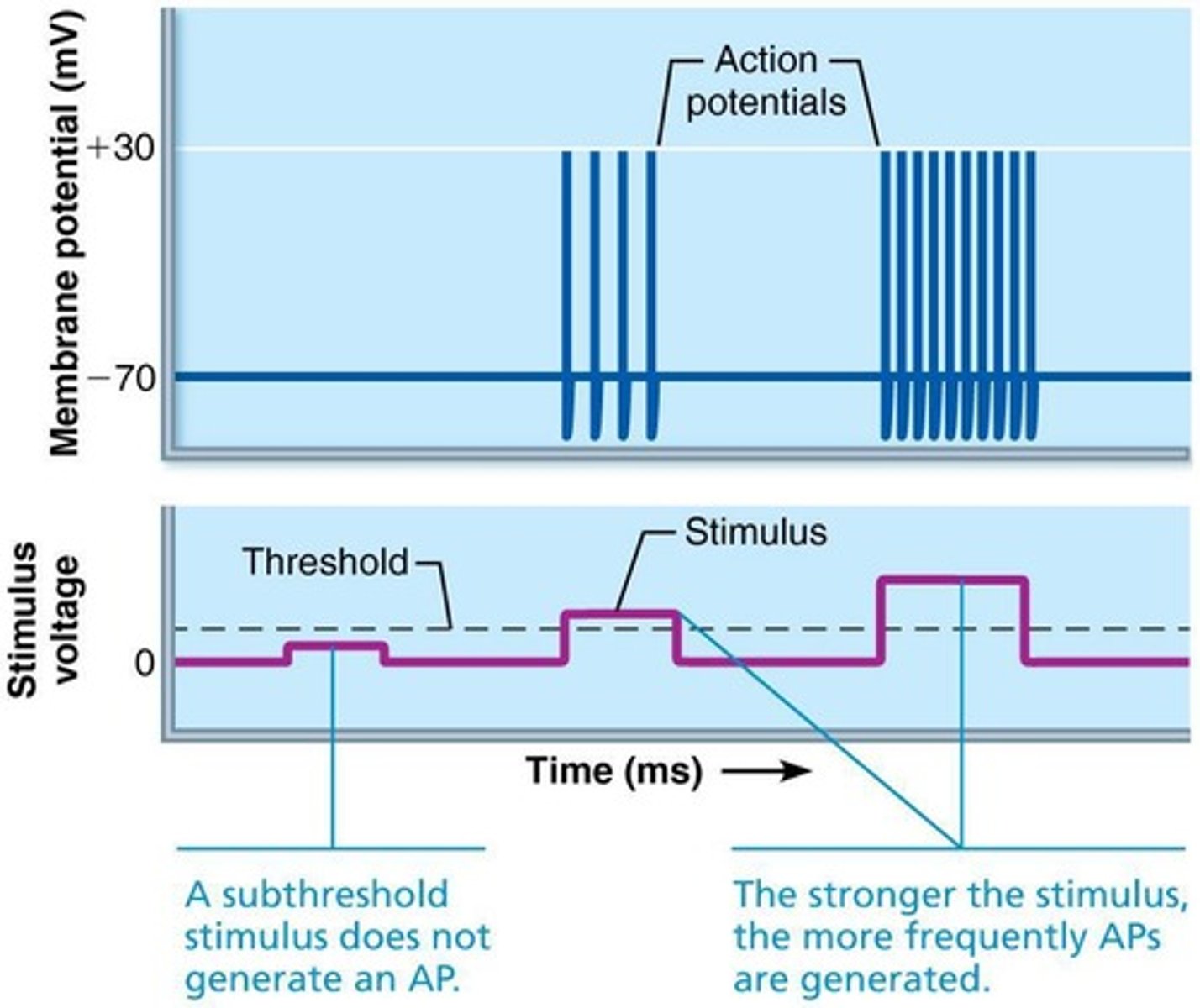 <p>Through their firing frequency; higher frequency indicates a stronger stimulus.</p>