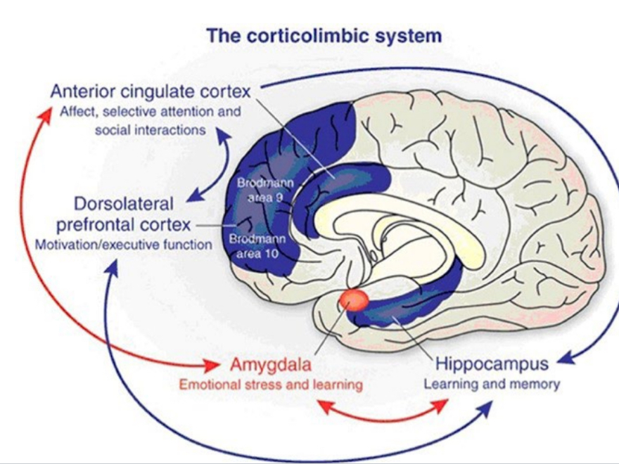 <p>frontal lobe and related networks play critical role</p><p>DLPFC: dorsolateral prefrontal cortex</p><p>cingulate cortex</p><p>limbic system</p><p>association areas</p>