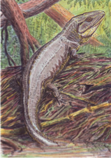<ul><li><p><span>358-298 Mya</span></p></li><li><p><span>Terrestrial vertebrates become more established</span></p></li><li><p><span>Age of Amphibians” – high diversity of early amphibians, esp. labyrinthodonts</span></p></li><li><p><span>Amniotes appear and diversify into sauropsid and synapsid lineages</span></p></li><li><p><span>Many global coal beds laid down during this period</span></p></li><li><p><span>Pangea begins to assemble</span></p></li></ul><p></p>