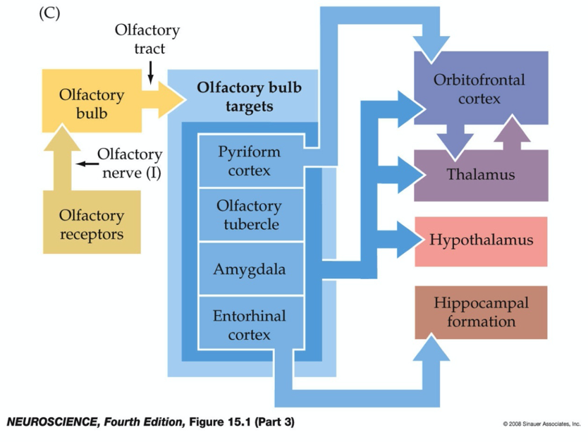 <ul><li><p><span style="font-size: inherit; font-family: inherit">ORs in the nasal epithelium of the nose project along cranial nerve I&nbsp;—&gt;&nbsp;through cribriform plate&nbsp;—&gt;&nbsp;olfactory bulb&nbsp;—&gt;&nbsp;mitral and tufted axons form the lateral olfactory tract&nbsp;—&gt; directly target cortical and subcortical structures (blue)&nbsp;—&gt;&nbsp;other cerebral structures.</span></p></li><li><p><span style="font-size: inherit; font-family: inherit">Bypasses the thalamus.</span></p></li></ul><p></p>