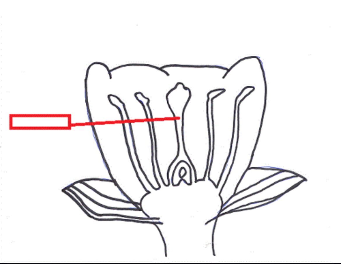 <p>T<span>he narrow elongated part of the pistil between the ovary and the stigma</span></p>