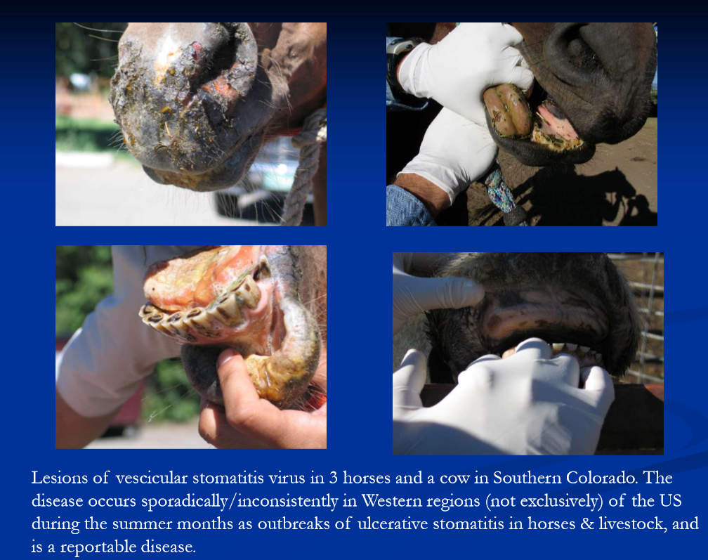 <ul><li><p>dental points cause tongue / check lacerations; common </p></li><li><p>parasite larvae: Habronema, Gasterophilus, Helicocephalobus, </p><ul><li><p>Gastrophilus larvae cause stomatitis characterized by ptyalism; all may cause labial / oral granulomas </p></li></ul></li><li><p>oral ulcers: blister beetles, vesicular stomatitis virus, NSAID toxicity, caustic ingestion, uremia </p></li><li><p>epulis: gingival hyperplasia associated with chronic irritation example erupting permanent teeth / caps </p></li><li><p>lampus: benign swelling of hard palate caudal to incisors; eruption of permanent incisors or idiopathic </p></li><li><p>manage inflammatory / ulcerative / infectious with oral rinses / lavage, NSAIDs, systemic antibiotics if indicated </p></li></ul><p></p>