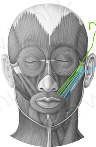 raises lateral corners of mouth