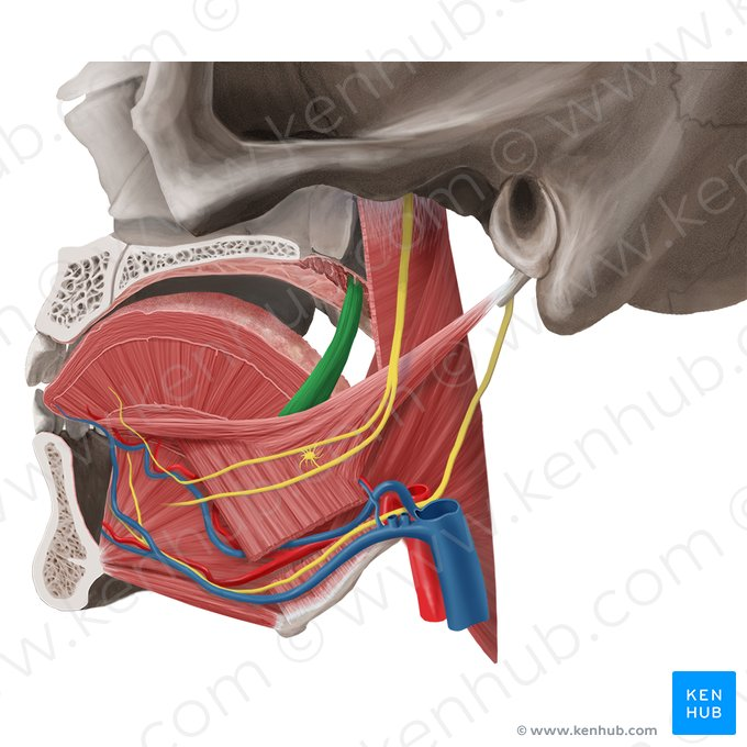 <ul><li><p>Location: anterior palatal arch, soft palate</p></li><li><p>Origin: underside of soft palate&nbsp;</p></li><li><p>Insertion: side of tongue&nbsp;</p></li><li><p>Function: constricts pillars, pulls sides of tongue up &amp; back, pulls soft palate down</p></li></ul><p></p>