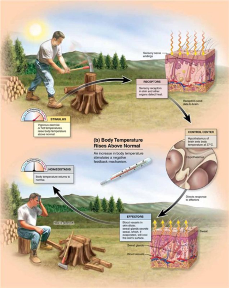 <p>1. Exercise causes body temperature to increase (too hot)</p><p>2. Increased body temperature is detected by thermoreceptors (Sensory Receptor)</p><p>3. Thermoreceptors send information to the hypothalamus, a thermostat in the brain (Control Center)</p><p>4. Nervous impulses generated by hypothalamus to skin (Effector)</p><p>5. Sweating and vasodilation of blood vessels occur</p><p>6. Body loses heat due to evaporative and radiative heat losses</p><p>7. Body temperature is reduced back down to normal</p>