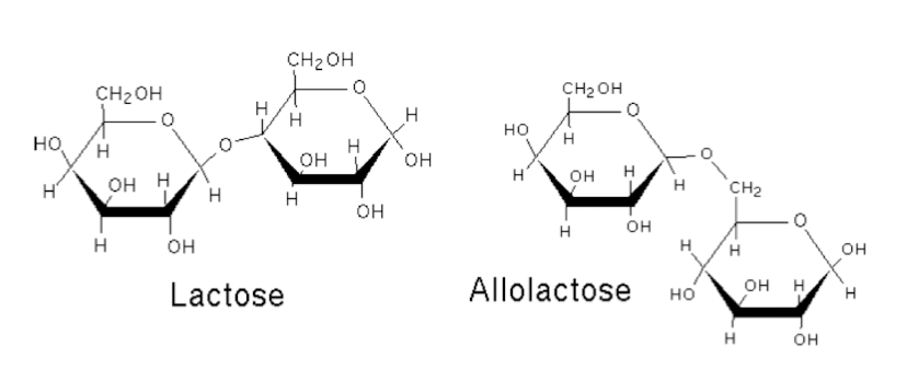 <p><strong>Allolactose,&nbsp;a lactose metabolite that binds to the lac repressor, causing LacI</strong> (repressor)&nbsp;<strong>to release from the operator region and</strong><span style="color: green;"><strong> allowing transcription of the lac operon.</strong></span></p><ul><li><p>Occurs in absence of lactose <u>where very low levels of BG</u> by <em>lacZ </em>are produced</p><img src="https://knowt-user-attachments.s3.amazonaws.com/a6cb5fa4-956e-4bc1-9760-801fa74ab474.png" data-width="100%" data-align="center"></li></ul><p> </p>