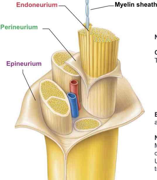 <p>3 layers in connective tissue</p>