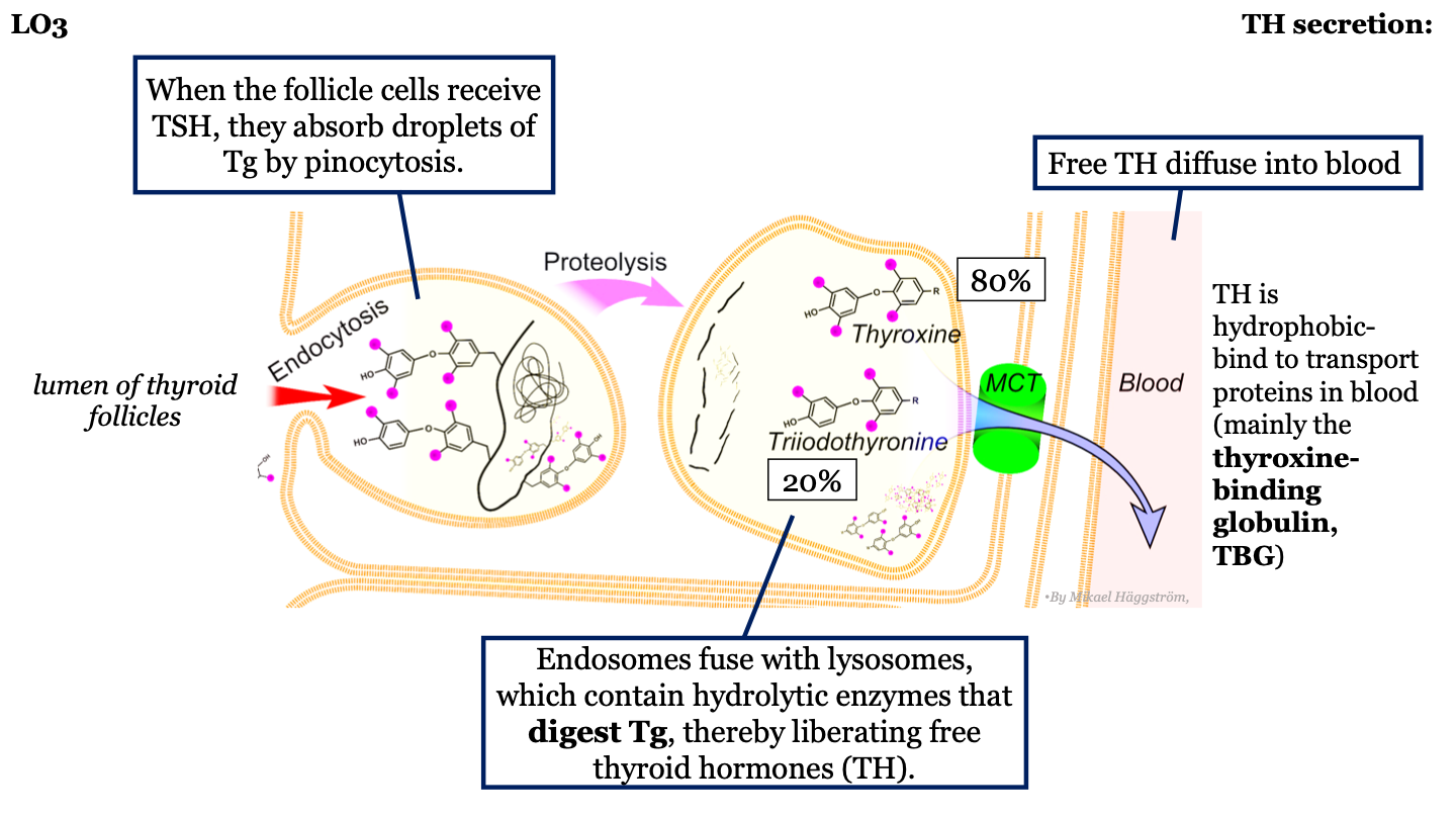 When the follicle cells receive TSH, they absorb droplets of thyroglobulin by pinocytosis 