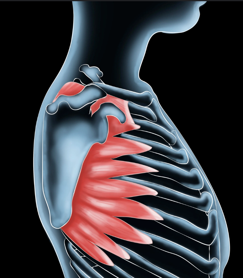 <p>to help move the scapula and push in at the big movement *swimming ( lateral surface of 1-8)</p>