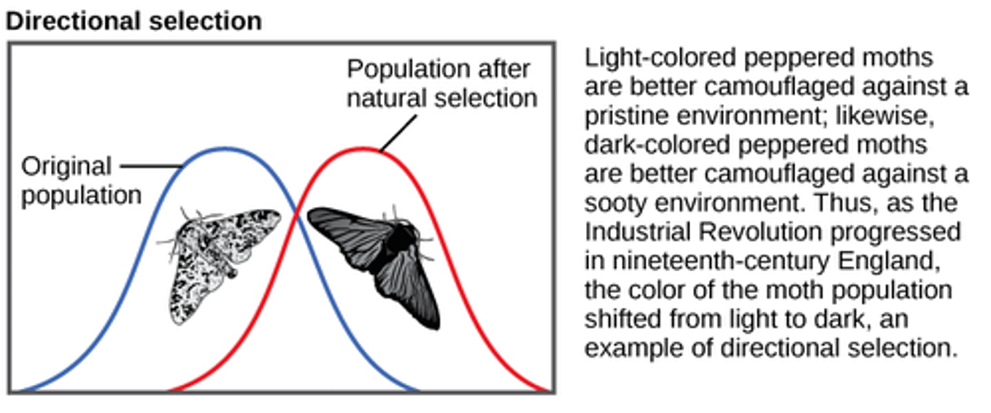 <p>a mode (type) of natural selection in which an extreme phenotype is favored over other phenotypes, causing the allele frequency to shift over time in the direction of that phenotype.</p>