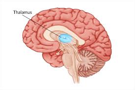 <p>located directly in the center of the brain beneath the corpus callosum, it acts as a relay center for sensory information to higher levels of the brain to interpret (e.g. vision sensory info. 🡪 appropriate area of brain for face recognition)</p>