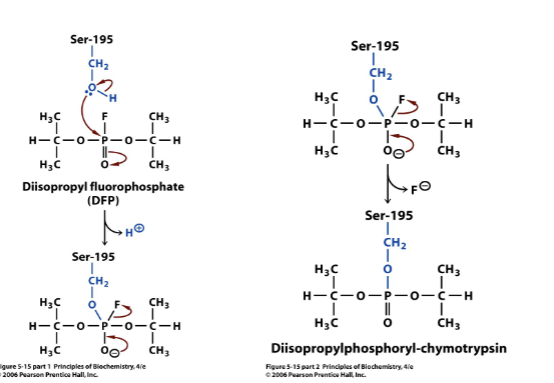 <ul><li><p><span style="font-family: sans-serif">form stable covalent bond with enzyme</span></p></li><li><p><span style="font-family: sans-serif">decreases pop of active enzyme</span></p></li></ul>