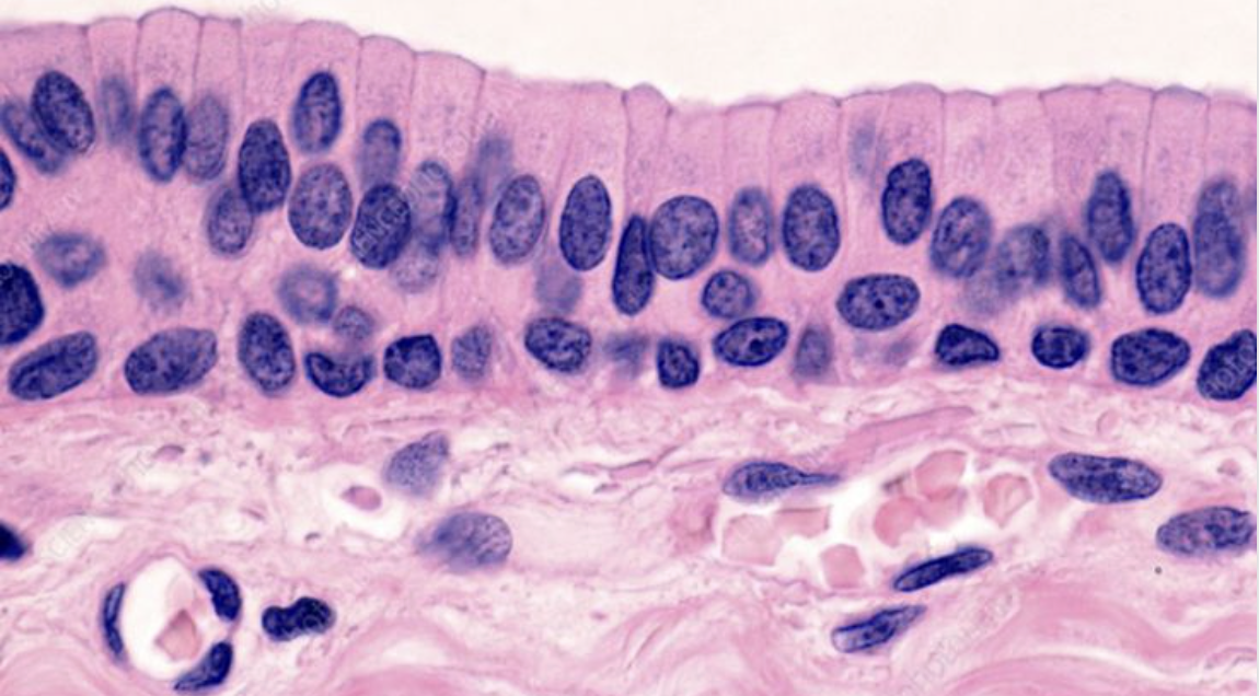 <ol><li><p>What tissue is this?</p></li><li><p>Where can it be found?</p></li><li><p>What is its function?</p></li></ol><p></p>
