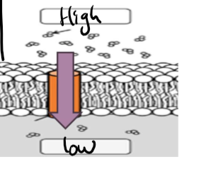 <ul><li><p>transport of H2O through proteins called aquaporins</p></li></ul><p></p>