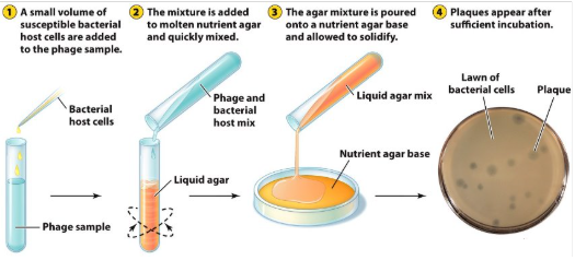 <p>Viruses can be cultivated by inoculating the appropriate host cells and collecting the replicated viral particles. The particles are then purified by centrifugation or filtration</p><p>The 2 body problem is that you must grow the host &amp; the virus that infects the host.</p><p>The clearing zone is where the plaque with and ALWAYS starts w/ 1 virus. Good b/c sometimes you want a clonal environment.</p>