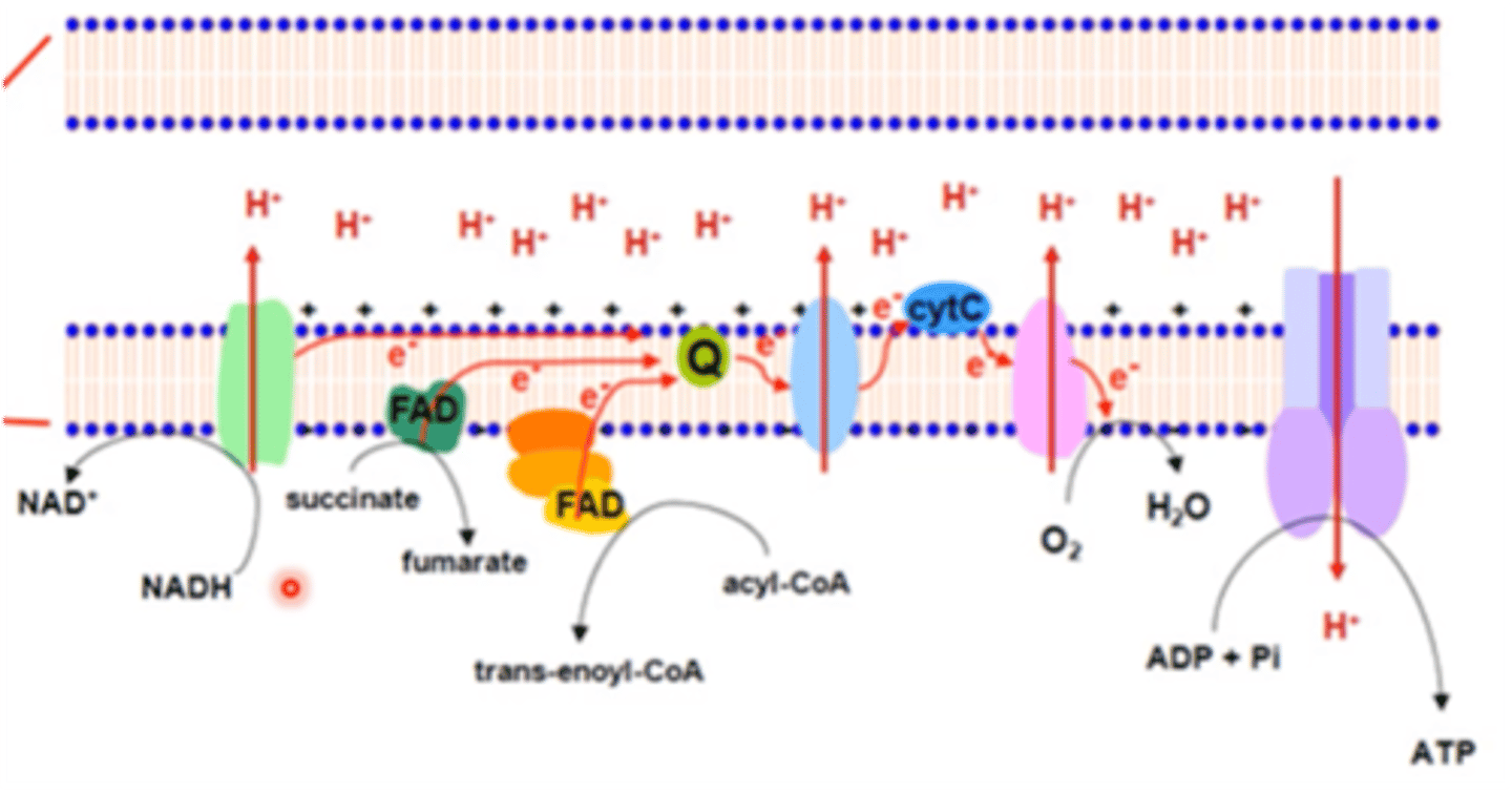 <p>Vidinėje mitochondrijų membranoje išsidėsčiusi elektronų ir protonų nešiklių sistema perduodanti redukcinius ekvivalentus nuo NADH+H+ ir FADH2 deguoniui.</p>