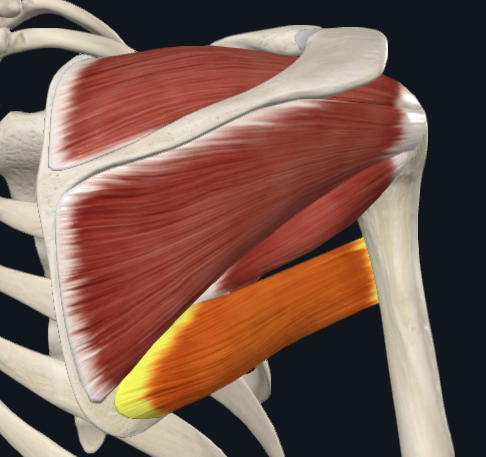 <p>Teres major</p>