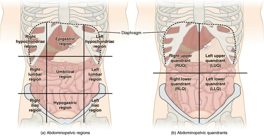 knowt flashcard image