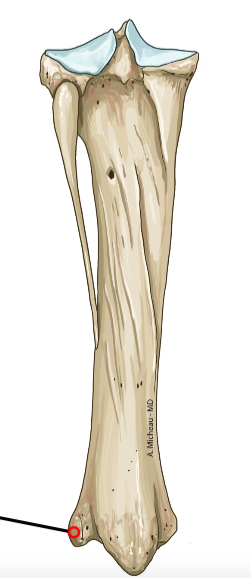 <p>Distal lateral prominence; ligament attachment.</p>