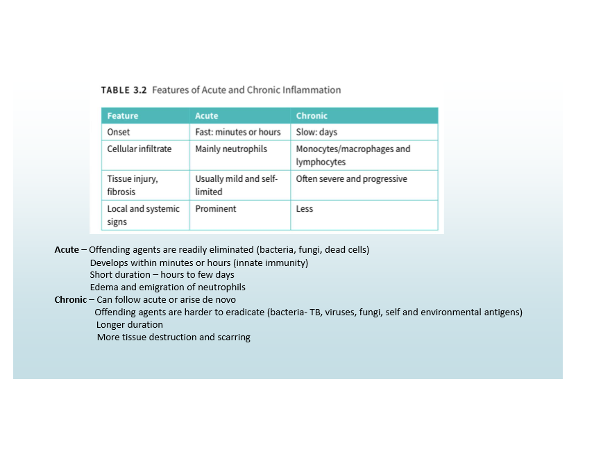 <p>Fast onset, neutrophilic infiltrate, mild/limited tissue injury, prominent signs</p>