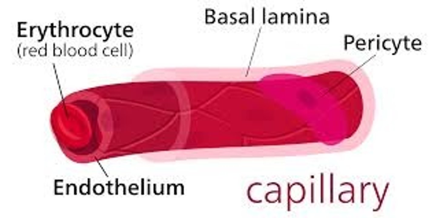 <p><strong>Endothelium</strong></p><p></p><p>What is happening in the Capillaries?</p><p><strong>Gas Exchange O2-&gt; CO2 between blood and tissues</strong></p><p><strong>Nutrient Delivery: to tissues</strong></p><p><strong>Waste Removal: from tissues</strong></p><p><strong>Fluid Exchange: between blood and Interstitial fluid</strong></p><p></p><p>Carrying blood from where? <strong>Arterial System to the Venous System, facilitating the exchange of O2, CO2, Nutrients, waste products between the blood and surrounding tissues. They connect arterioles (small arteries) to venules (small veins)</strong></p>