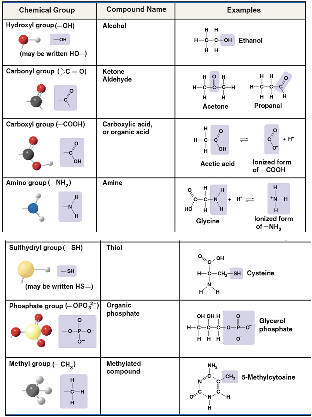<p>components of organic molecules that are most commonly involved in chemical reactions. The number and arrangement of <mark data-color="yellow" style="background-color: yellow; color: inherit">functional groups </mark>give each molecule its unique properties.</p><p></p>