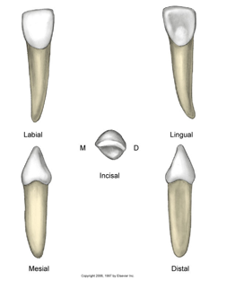 <ul><li><p><span>Eruption: between 7-8 years</span></p></li><li><p><span>Slightly bigger, wider, longer</span></p></li><li><p><span>Thicker linguo incisal ridge</span></p></li><li><p><span>Greater mesial cervical curvature</span></p></li><li><p><span>Root is wider, thicker, longer</span></p></li><li><p><span>Sharper mesial angle</span></p></li><li><p><span>Distal lobe is larger, appears rotated on it</span></p></li><li><p><span>Wider labio-lingual</span></p></li><li><p><span>Contact incisal third</span></p></li><li><p><span>More pronounced lingual</span></p></li><li><p><span>More rounded</span></p></li><li><p><span>Deeper developmental grooves</span></p></li></ul><p></p>