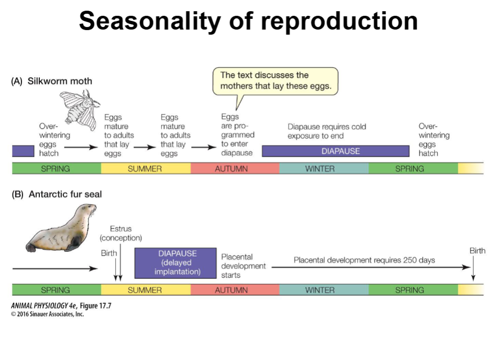 <ul><li><p><span style="background-color: transparent;"><span>Default State: In the absence of specific genetic triggers, the female reproductive structure is the default developmental pathway.</span></span></p></li><li><p><span style="background-color: transparent;"><span>Male Development: Requires the activation of a specific set of genes.</span></span></p></li></ul><p></p>