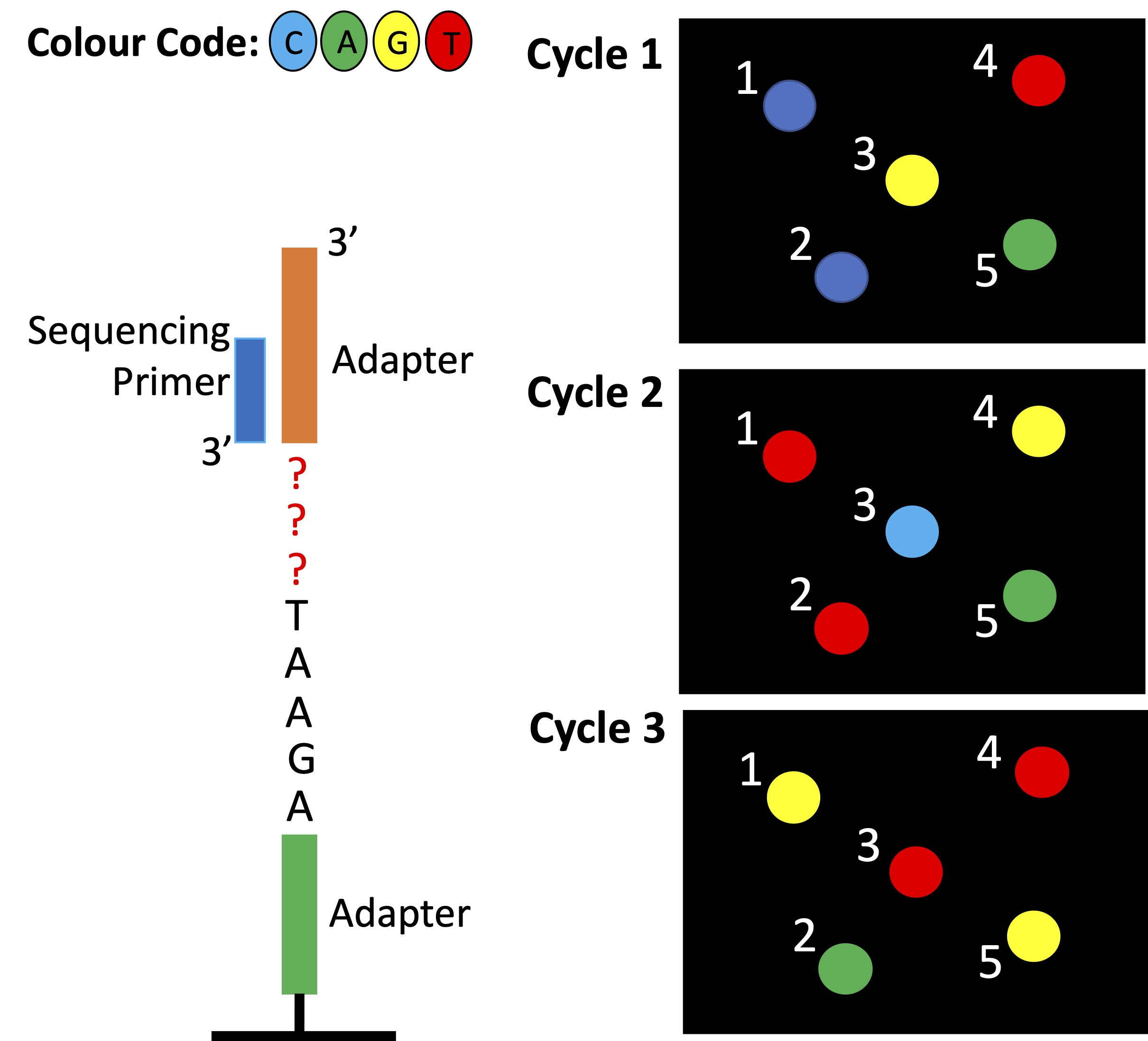 <p>What are the first 3 nucleotides of the DNA fragment making up Cluster 4?</p><p><span>a) TGT</span></p><p><span>b) GAC</span></p><p><span>c) CTG</span></p><p><span>d) ACA </span></p><p><span>e) CGA</span></p>