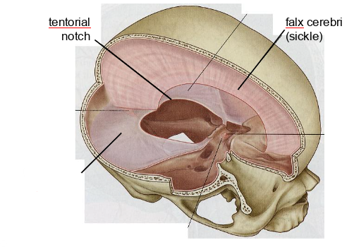 <p>what dural partition is this</p>