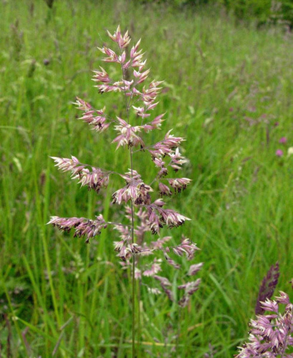 <p>Gestreepte witbol</p>