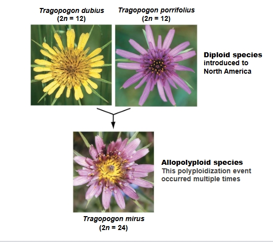 <ul><li><p>new tetraploid species created when two diploid species <strong>hybridize</strong> resulting in sterile offspring</p></li><li><p>if error occurs during mitosis <strong>creating diploid gametes</strong> in adult offspring, meiosis proceeds, <strong>gametes fuse, </strong>and create tetraploid individuals</p></li></ul><p></p>