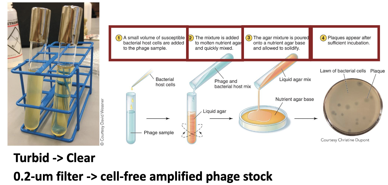 <ol><li><p>A small volume of susceptible bacterial host cells is added to the phage sample</p></li><li><p>The mixture is added to molten nutrient agar and quickly mixed</p></li><li><p>The agar mixture is poured onto a nutrient agar base and allowed to solidify</p></li><li><p>Plaques appear after sufficient incubation.</p></li></ol><p></p>