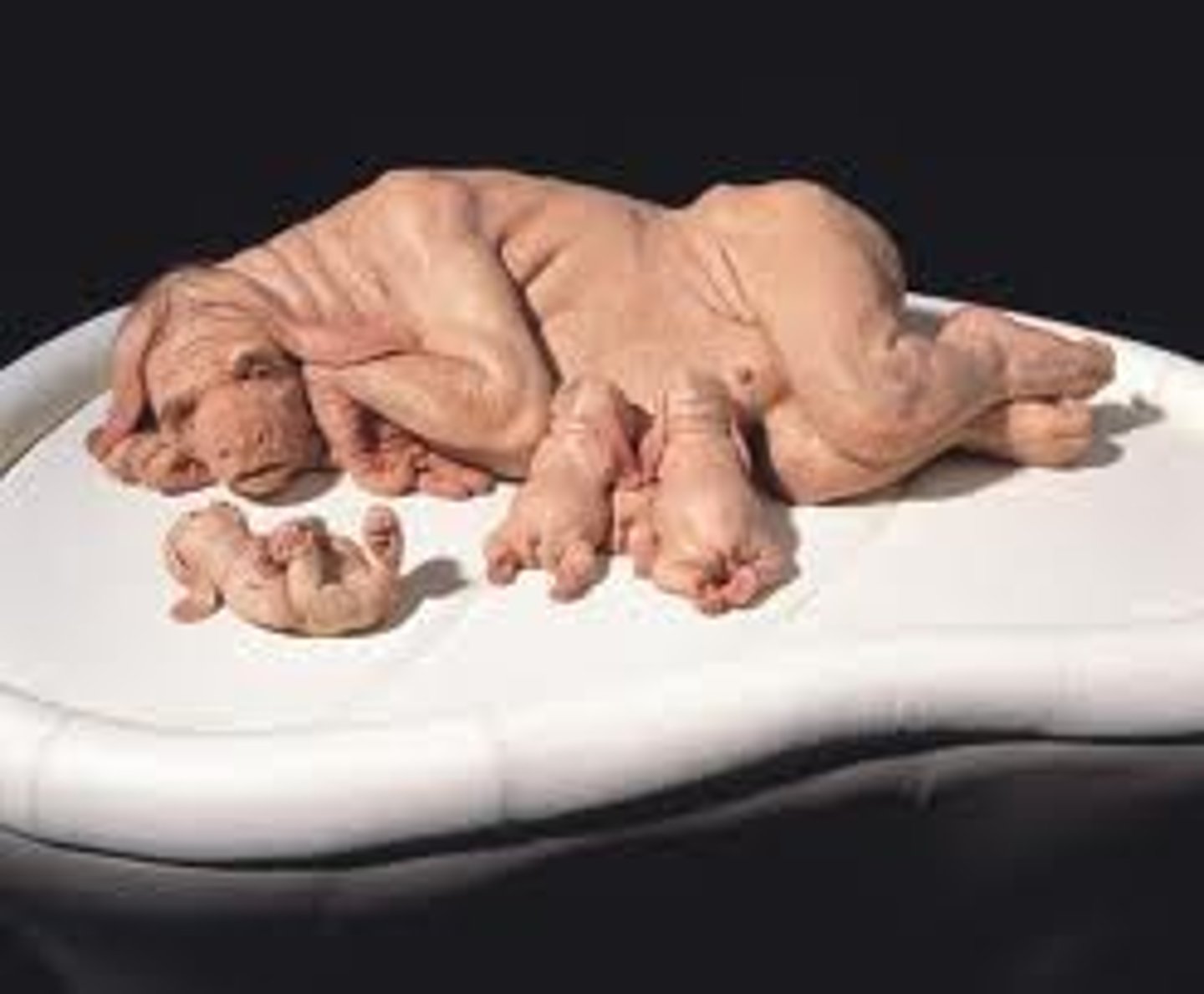 <p>Patricia Piccinini 2000</p>