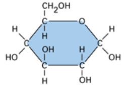 <p>Ring form or linear form (but most commonly ring form, where it looks like either a hexagon or a pentagon)</p>