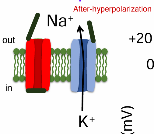 <p>Na+ inactivation gate is closed</p><p>K+ Channels open, K+ Efflux</p>