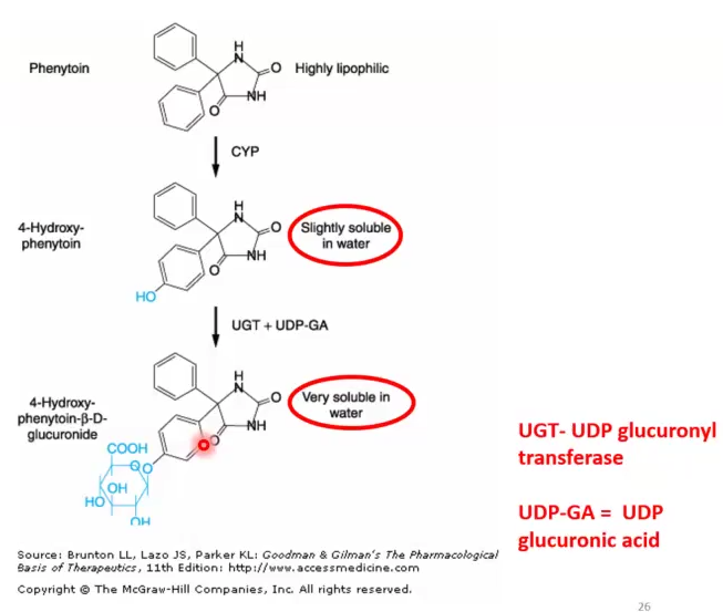 <ul><li><p>Phase I: Phenytoin → 4-OH-Phenytoin )slightly soluble)</p></li><li><p>Phase II: 4-OH-Phenytoin + UPD glucuronyltransferase (UGT) → Very soluble compound</p></li></ul><p></p>