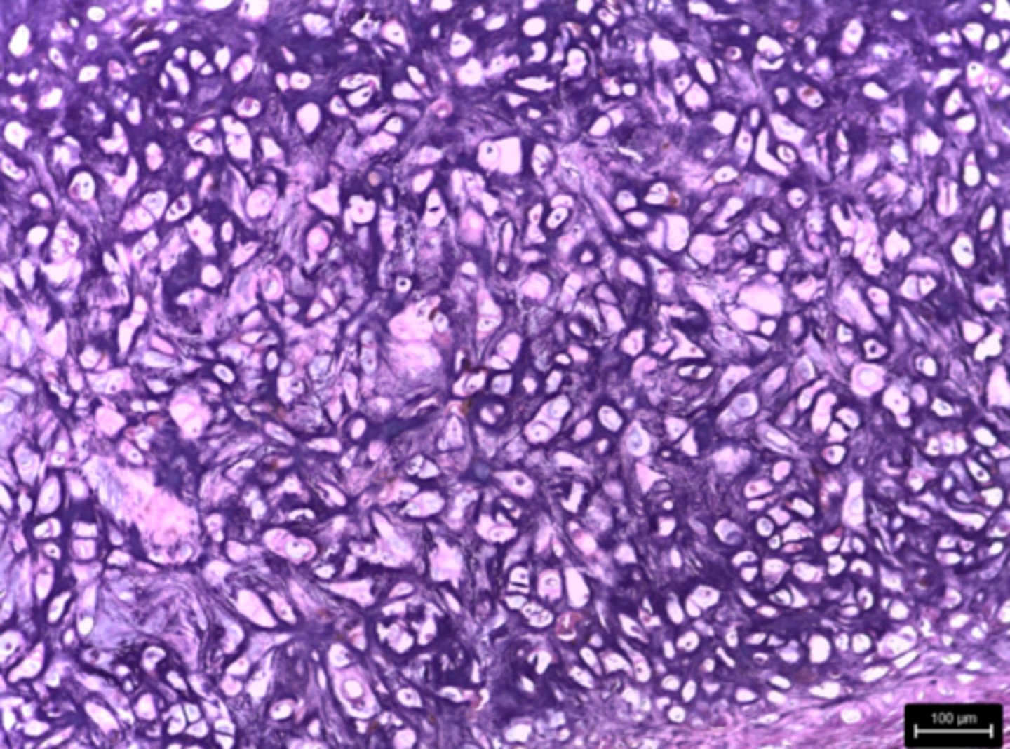 <p>What type of tissue is presented on the slide?</p>