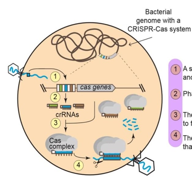 <p>1. a short piece of phage DNA is captured (blue square) and inserted into the bacterial chromosome when have an infection.<br>2. phage DNA is transcribed into small crRNAs.<br>3. the crRNAs combine with Cas proteins (grey circles) to form a Cas complex<br>4. the Cas complex seeks and destroys phages DNA (DNA virus) that matches the crRNA.</p>