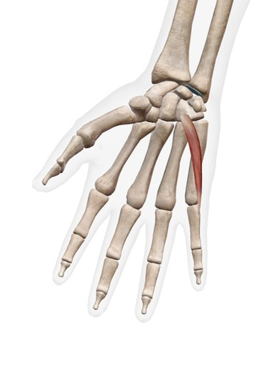 <p>palmar side of proximal phalanx</p>