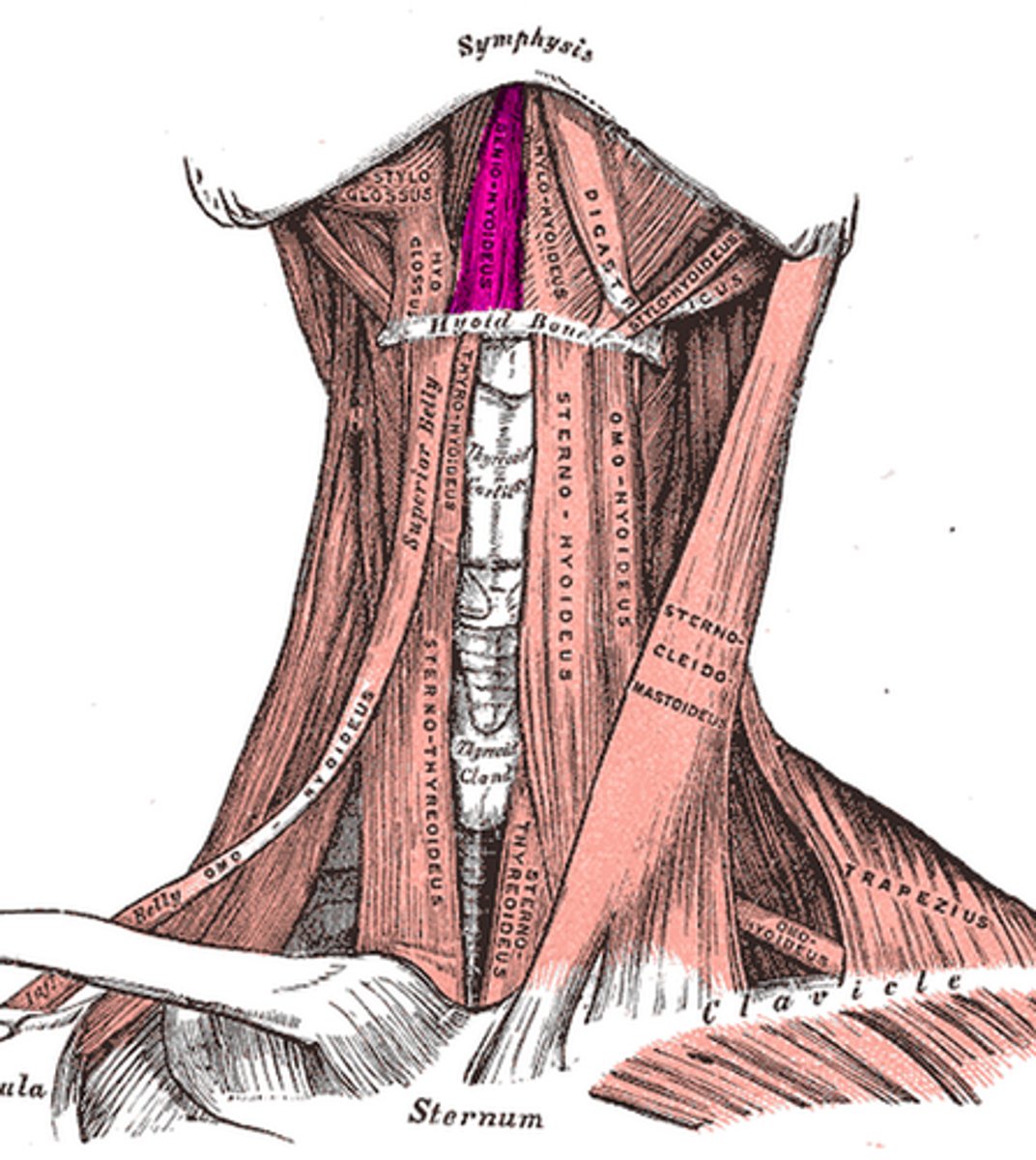 <p>deep to mylohyoid</p><p>o: inner surface of mandibular symphysis</p><p>i: hyoid bone</p><p>a: PULLS HYOID BONE SUPERIORLY &amp; ANTERIORLY</p>