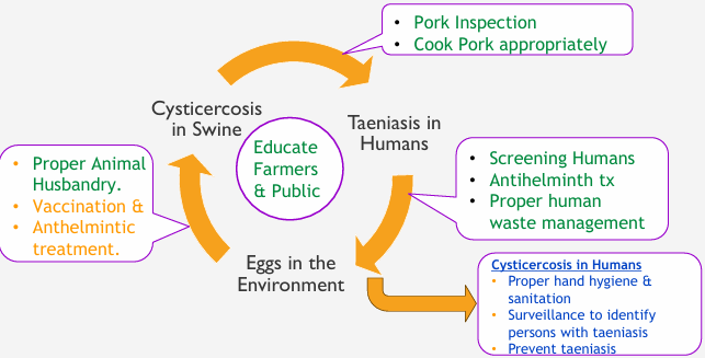<p>Proper Animal Husbandry- educate farmers, avoid exposure to feed/water</p><p>Commercial Vaccine TSOL18 against T/ solium combined with Anthelminitc treatment with Oxfendazole</p>