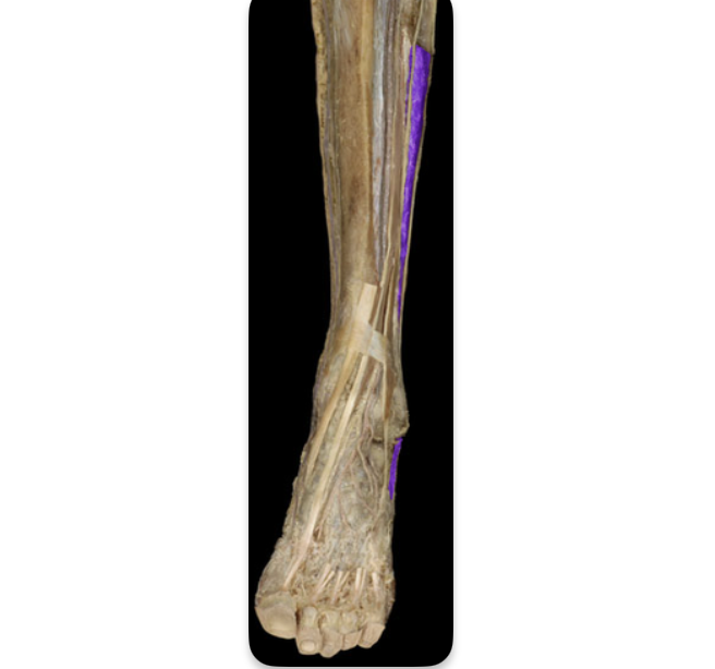 <p><em>table 7, deep to fibularis (peroneus) longus</em></p>