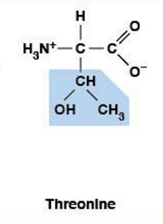 <ul><li><p><strong>Polar, uncharged </strong>HYDROPHILIC</p></li><li><p><strong>R-group:</strong> –CH(OH)CH₃</p></li><li><p><strong>Phosphorylation site</strong></p></li></ul><p></p>