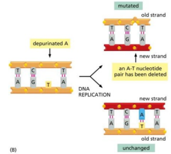 <ul><li><p>Process in which the purine base of a DNA molecule is lost <span>- s</span>pontaneous loss of adenine or guanine bases.</p></li><li><p>5000 bases lost per cell per day.</p></li><li><p>Become removed from the DNA backbone.</p></li><li><p>Causes a loss of genetic information, decreases stability in this region – generally not good. </p></li><li><p>Can be repaired via<strong> base excision repair (BER)</strong></p></li></ul><p></p>