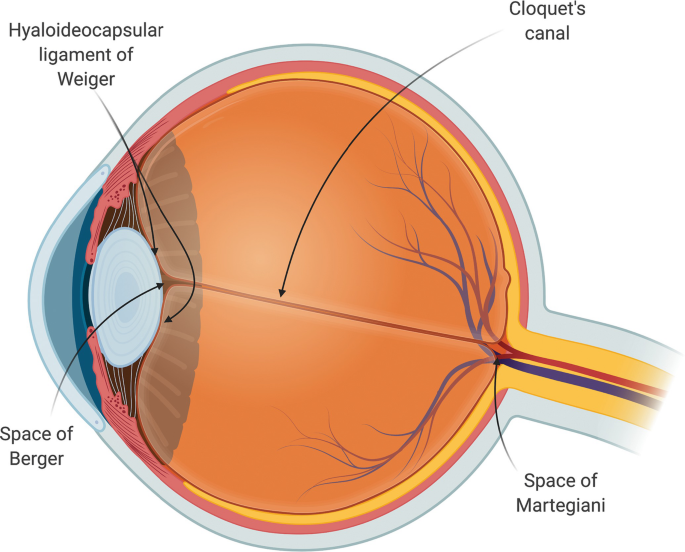 <p>ring-shaped hyaloid capsular ligament</p>