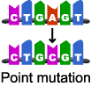 <p>A change in the DNA of a cell.</p>