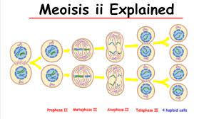 <p>The second half of meiotic cell division in which haploid cells are formed. Genetic recombination does not occur during meiosis II.</p>