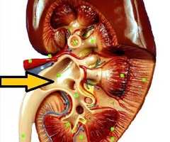 <p>Renal Pelvis</p>